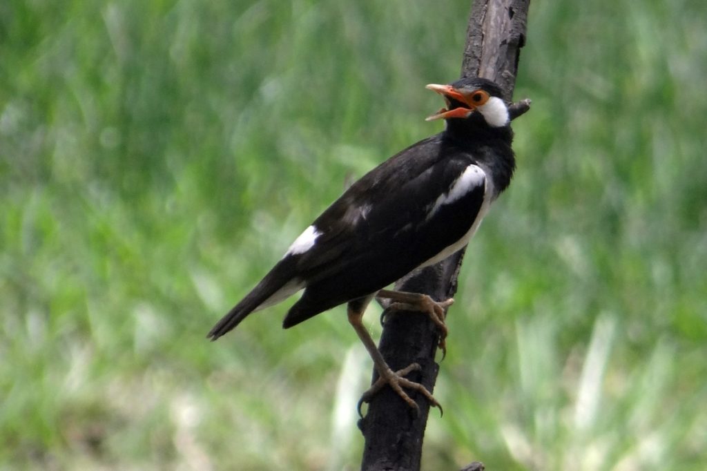 Birds Species in Bharatpur Sanctuary